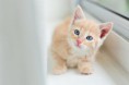 /album/galerie-photos/chaton-mimi-jpg/